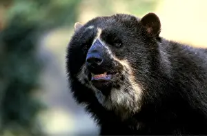 Spectacled: SPECTACLED / Andean BEAR - close up of head
