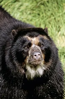 Spectacled: SPECTACLED Andean BEAR - Close-up of head