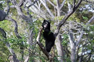 Tremarctos: Spectacled / Andean Bear - in tree