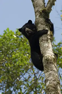 Foundation: Spectacled or Andean Bear (Tremarctos ornatus)