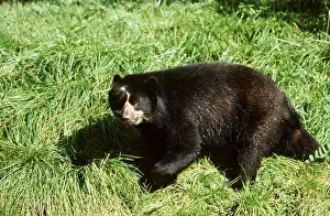 Spectacled: SPECTACLED / Andean BEAR - walking on grass