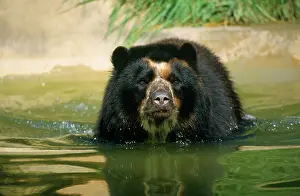 Tremarctos: SPECTACLED / Andean BEAR - in water