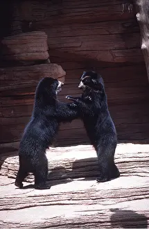 Ian Beames: Spectacled / Andean BEARS - fighting