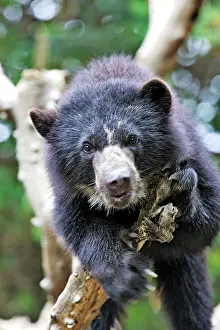 Tremarctos: Spectacled Bear