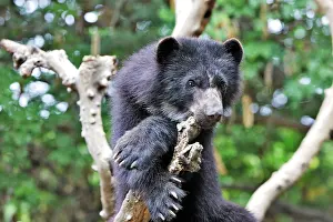 Tremarctos: Spectacled Bear
