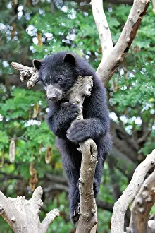 Tremarctos: Spectacled Bear