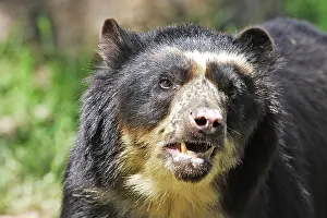 Tremarctos: Spectacled Bear