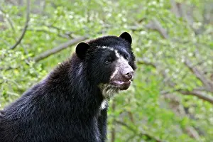 Tremarctos: Spectacled Bear