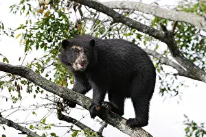 Tremarctos: Spectacled Bear - balancing in tree