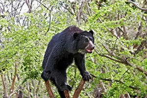 Tremarctos: Spectacled Bear - balancing in tree