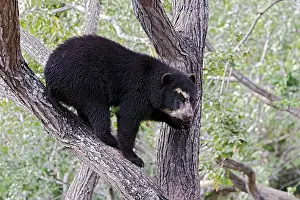 Tremarctos: Spectacled Bear - balancing in tree