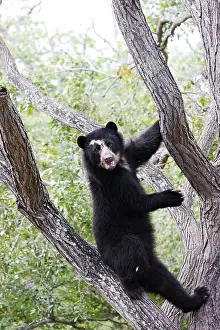 Tremarctos: Spectacled Bear - balancing in tree
