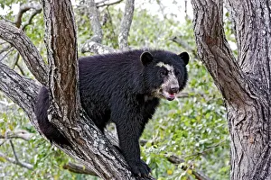 Tremarctos: Spectacled Bear - balancing in tree
