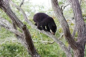 Tremarctos: Spectacled Bear - in tree