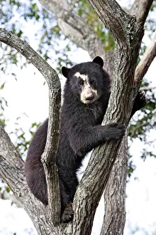 Tremarctos: Spectacled Bear - in tree