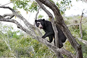 Tremarctos: Spectacled Bear - in tree