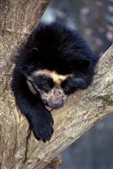 Ornatus: Spectacled Bear in tree