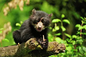 Ornatus: Spectacled bear (Tremarctos ornatus), young captive