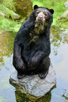 Curiosity: Spectacled bear (Tremarctos ornatus), sitting upright