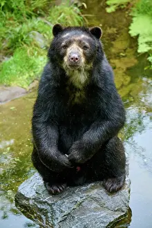 Curiosity: Spectacled bear (Tremarctos ornatus), sitting curiously