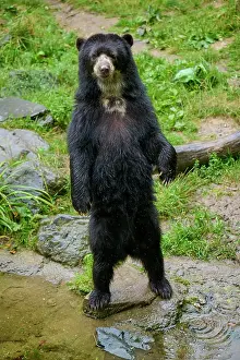 Erect: Spectacled bear (Tremarctos ornatus), standing upright