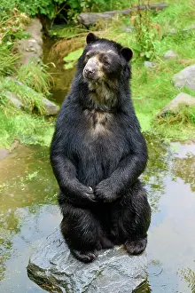 Curiosity: Spectacled bear (Tremarctos ornatus), sitting upright