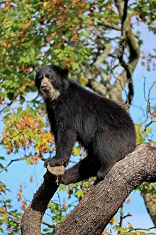 Spectacled: Spectacled bear (Tremarctos ornatus), adult, alert