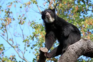 Spectacled: Spectacled bear (Tremarctos ornatus), adult, alert