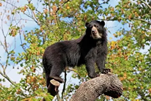 Spectacled: Spectacled bear (Tremarctos ornatus), adult, alert
