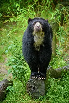 Spectacled: Spectacled bear (Tremarctos ornatus), standing on