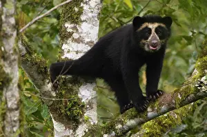 Foundation: Spectacled Bear (Tremarctos ornatus) wild