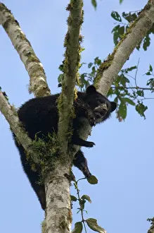 Foundation: Spectacled Bear (Tremarctos ornatus) wild