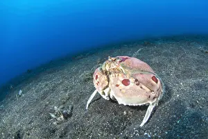 Calappa: Spectacled box Crab (Calappa philargius) on the
