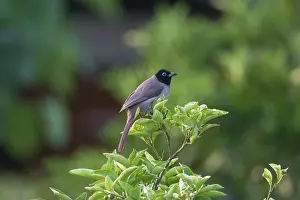 Bulbul: Spectacled Bulbul