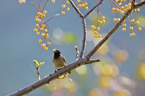 Bulbul: Spectacled Bulbul - eating berries