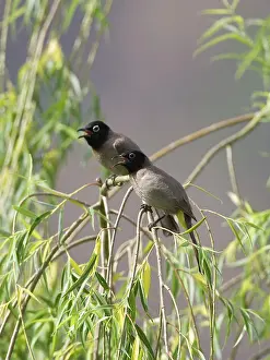 Bulbul: Spectacled Bulbuls