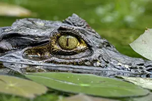 Evil: Spectacled Caiman