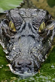 Evil: Spectacled Caiman