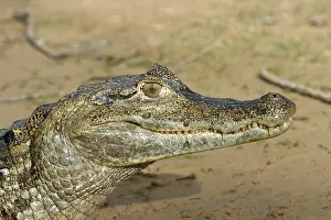 Caimans: Spectacled Caiman