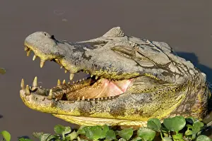 Caimans: Spectacled Caiman