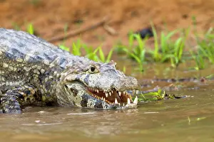 Caimans: Spectacled Caiman