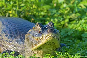 Caimans: Spectacled Caiman