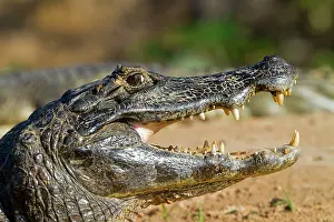 Caimans: Spectacled Caiman