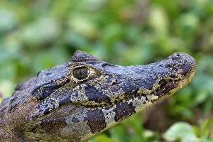 Caimans: Spectacled Caiman