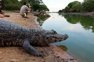 Crocodilus: Spectacled Caiman
