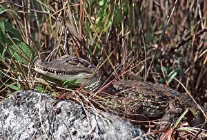 Yacare: Spectacled Caiman