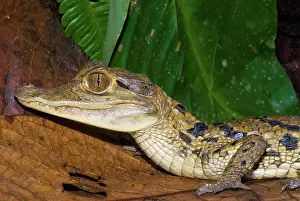 Crocodilus: Spectacled Caiman