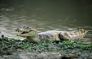 Caimans: Spectacled Caiman