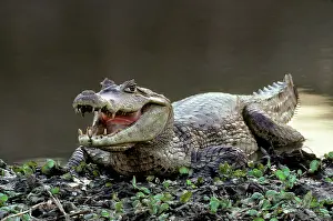 Caimans: Spectacled Caiman