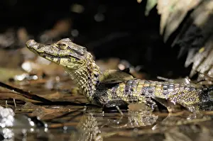 Tortuguero: Spectacled caiman